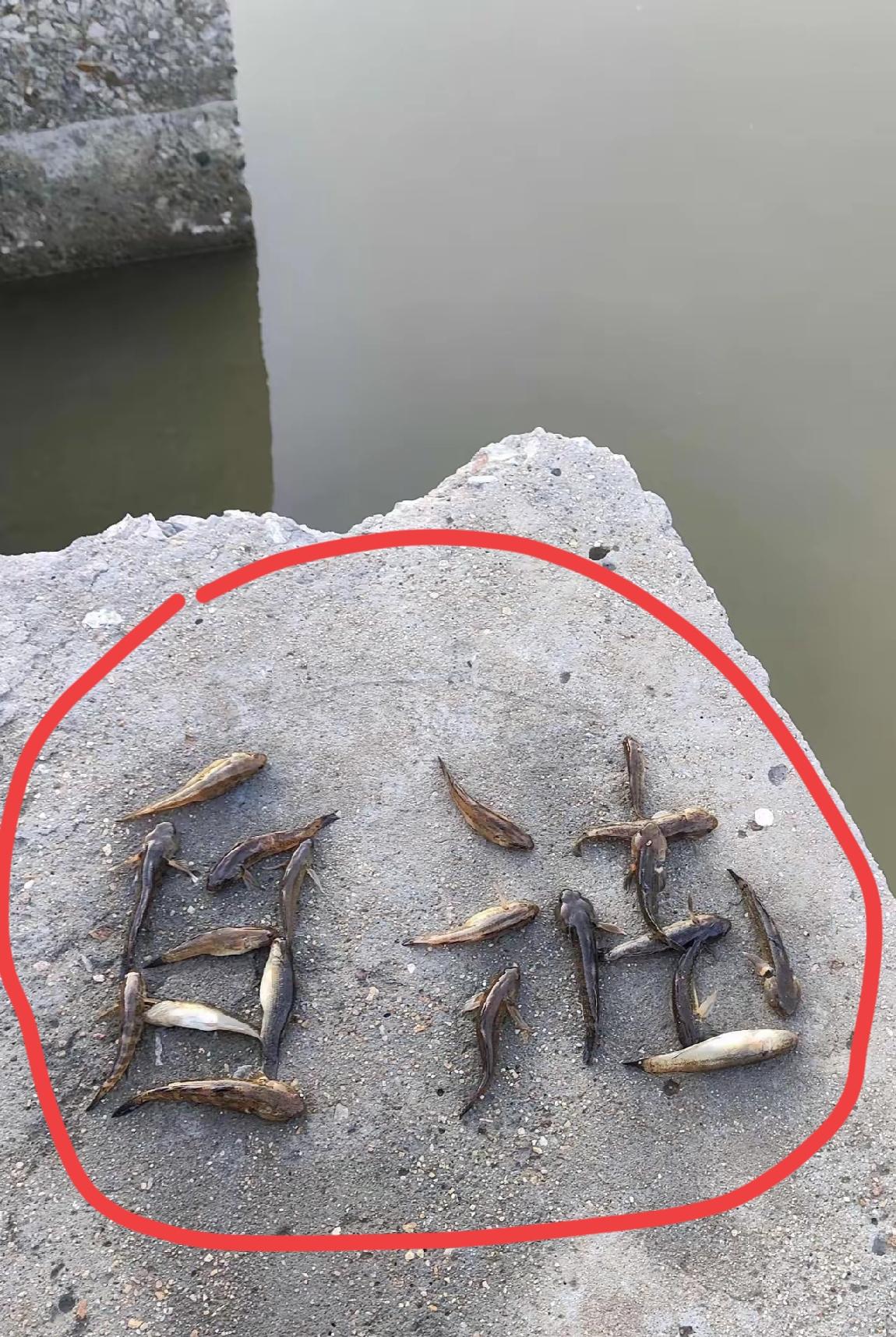 看了很久才看明白上面的两个字:自由，有闲工夫来钓鱼，关键还能把钓到的鱼摆成这个模