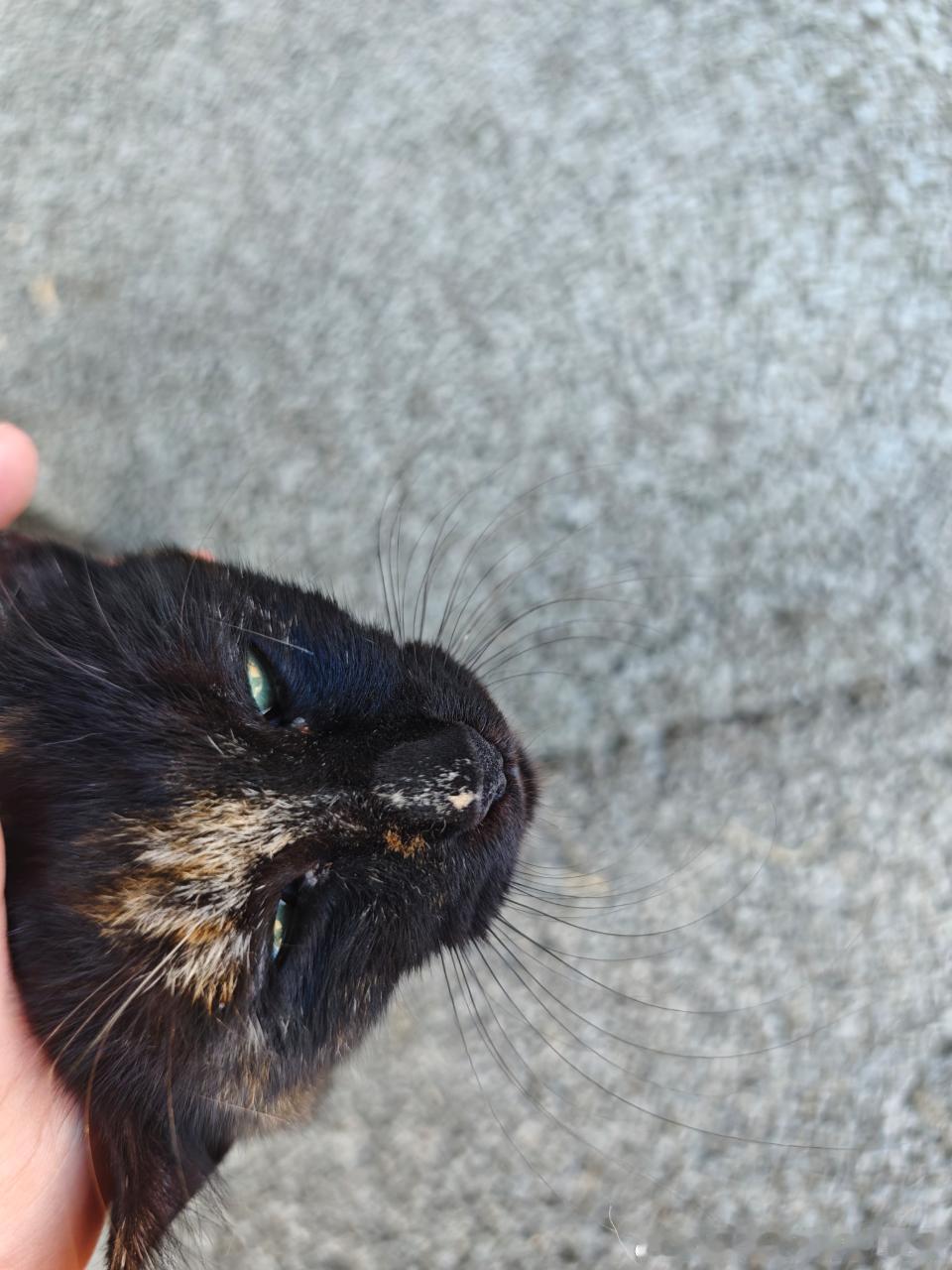 49807【丑猫】感觉在鄙视我 