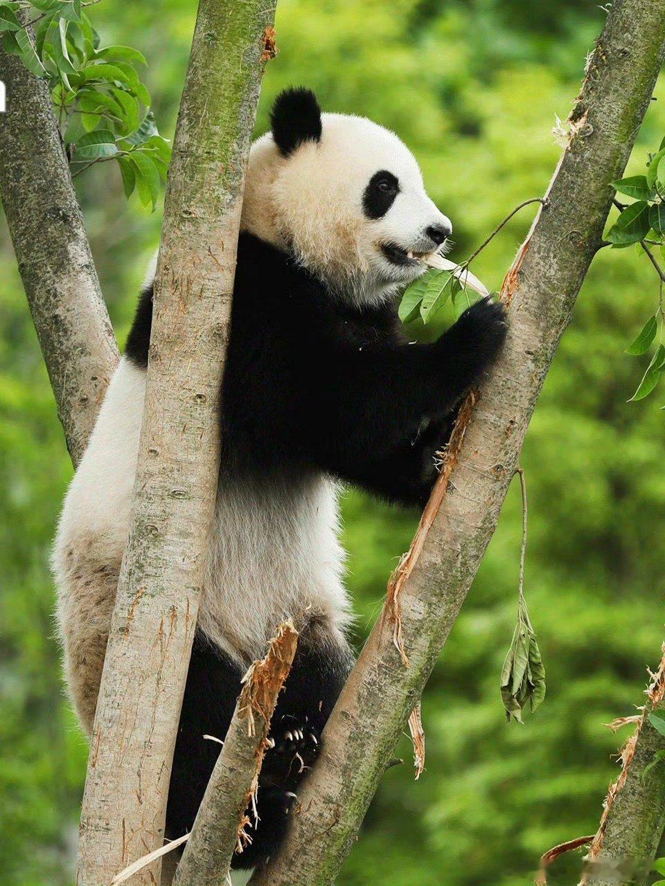 熊猫守护者 悠然盘踞在树枝间的大熊猫，置身满目青翠之中。一只爪子抱着树干，嘴里慢
