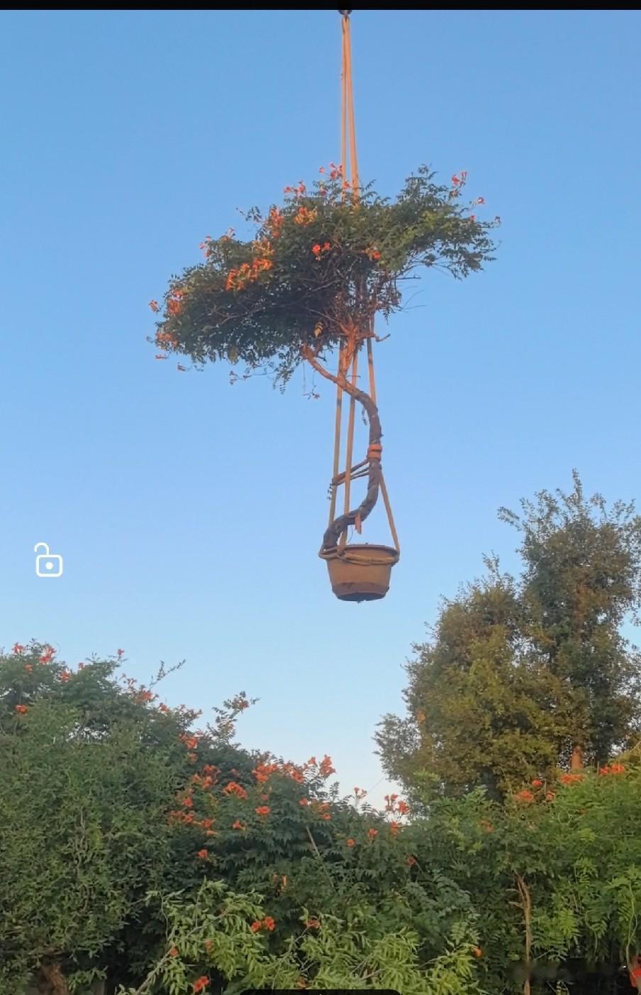 很后悔花了半个多月工资买了这棵凌霄，当初有多欢喜，现在就有多后悔。

相中了一棵