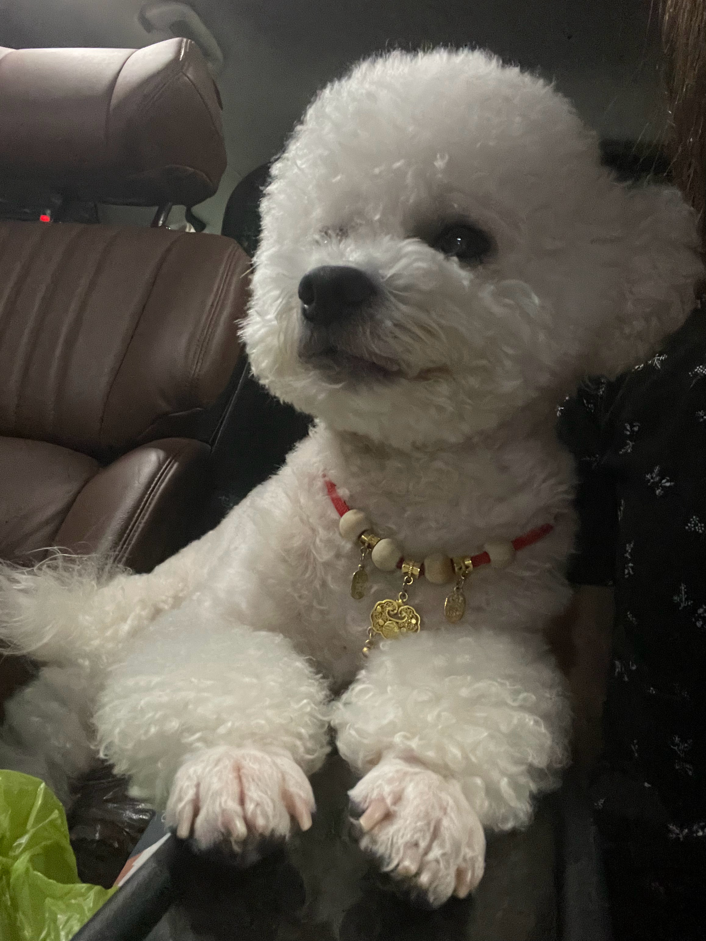小狗和他的小金锁～ 
