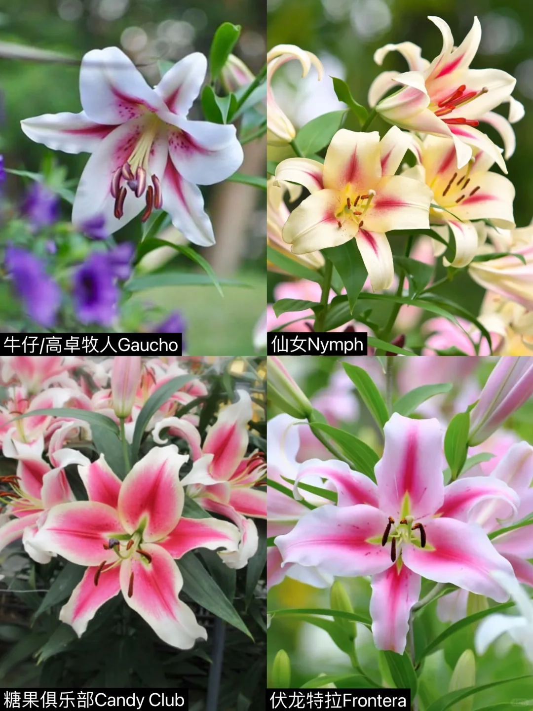 米色花瓣+粉色花喉“星爆花纹”OT切花百合