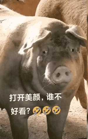 猪：美颜一开谁还不是漂亮宝宝[灵光一闪]