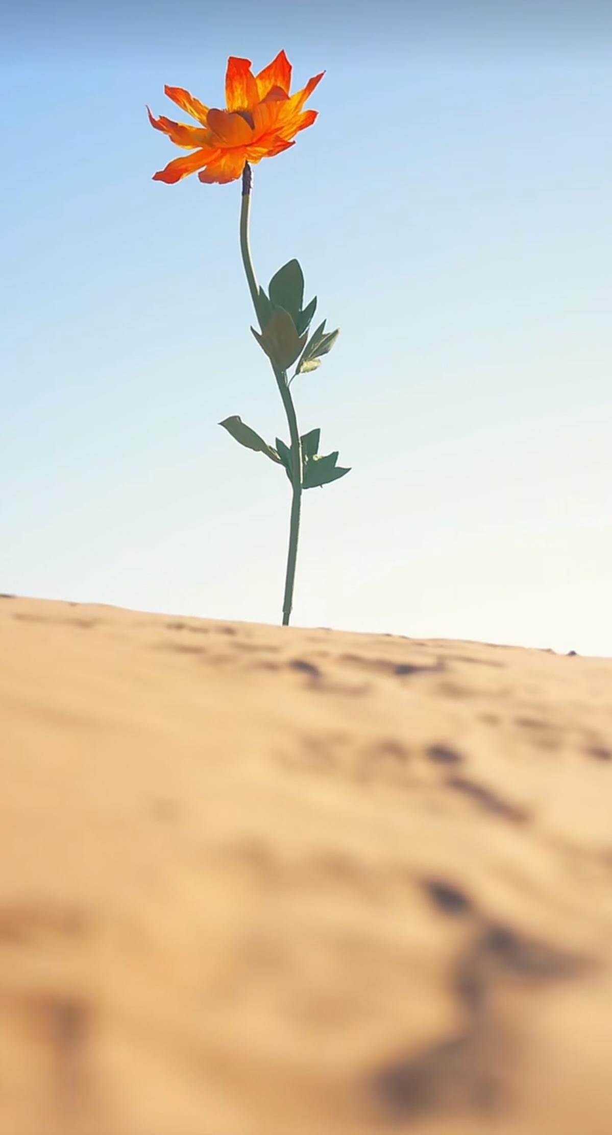 沙宝亮老师已经到乌兰布和啦！
沙漠绿洲·大地漫谈
       脚踏大漠，仰望晴