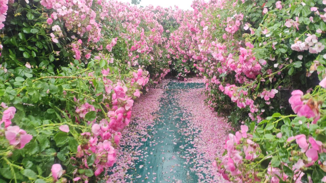 雨后花园怒放的花花雨里的蔷薇花廊像浸在柔粉的梦里。雨珠沾在嫩绿的叶片上，粉白花瓣
