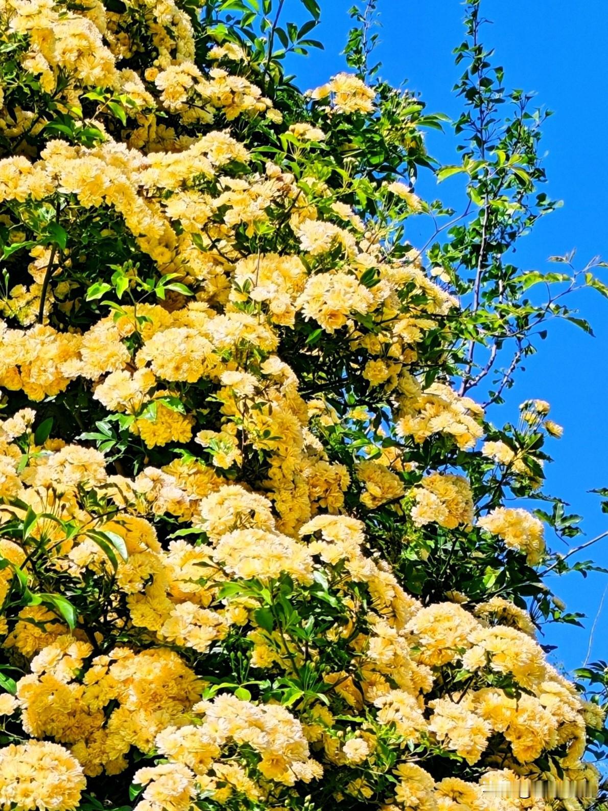 阳光下的黄色花海，美得令人窒息！🌸🌞