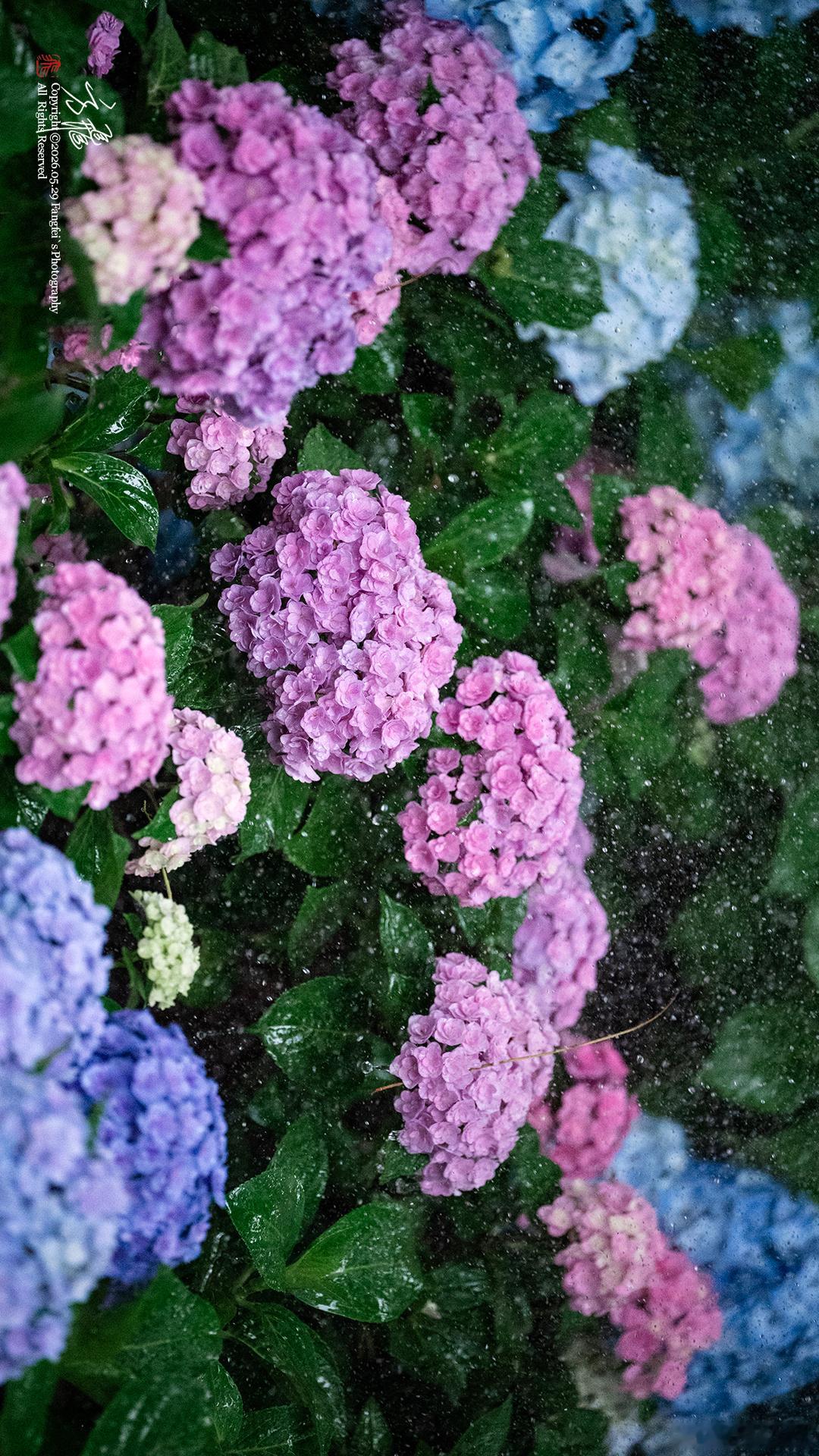团团绣球堆锦绣点点晶珠缀玉芳金陵城事记录我的城市无尽夏花海总要来趟南京吧 南京中