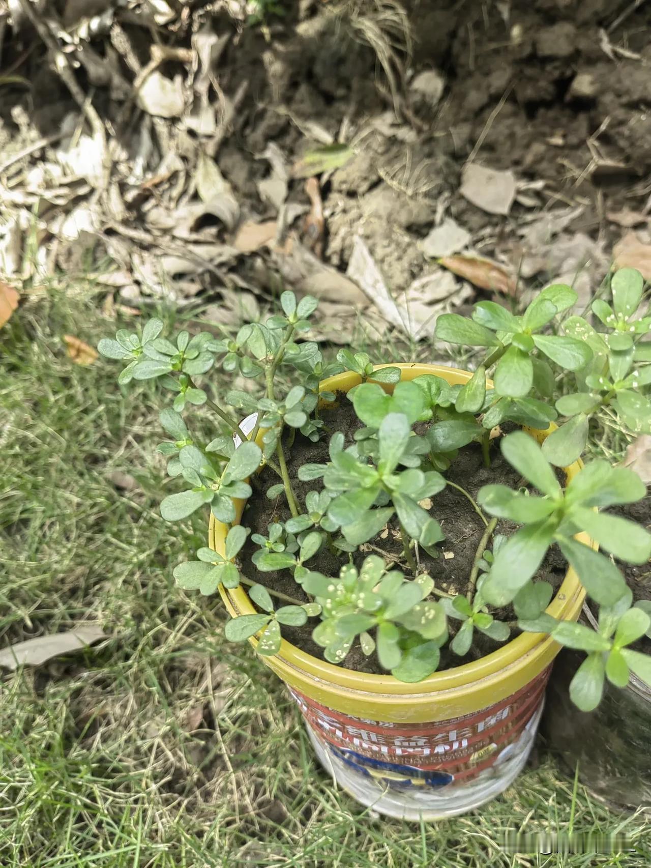 萌芽初现，绿意盎然，生机勃勃的植物在阳光下茁壮成长。
