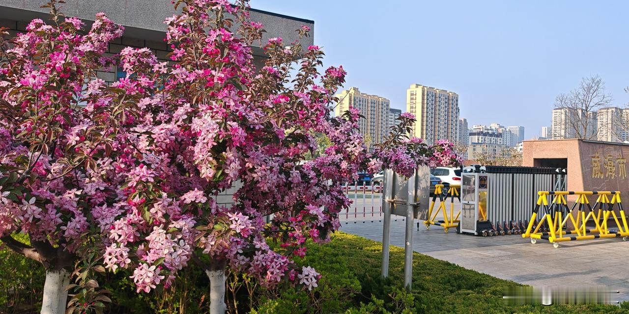 晒一晒随手一拍的花朵乘车路过法院门前，随手拍下一组西府海棠图片。