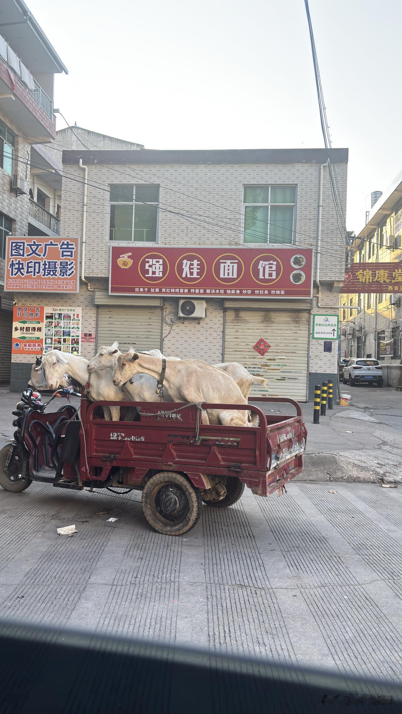 这几只羊，每天利润多少钱呢？西安街头，有人专门拉的山羊，现场挤奶，一斤羊奶现在卖
