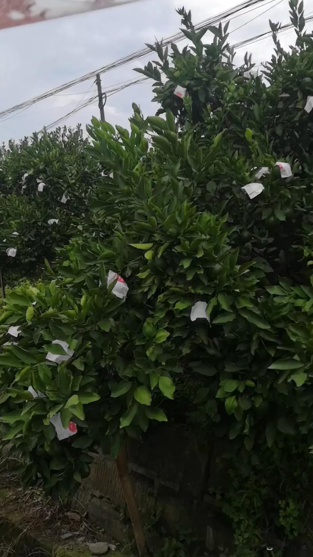 柑橘之乡， 柑橘重镇，资阳风景优美，农村最漂亮的地方之一。