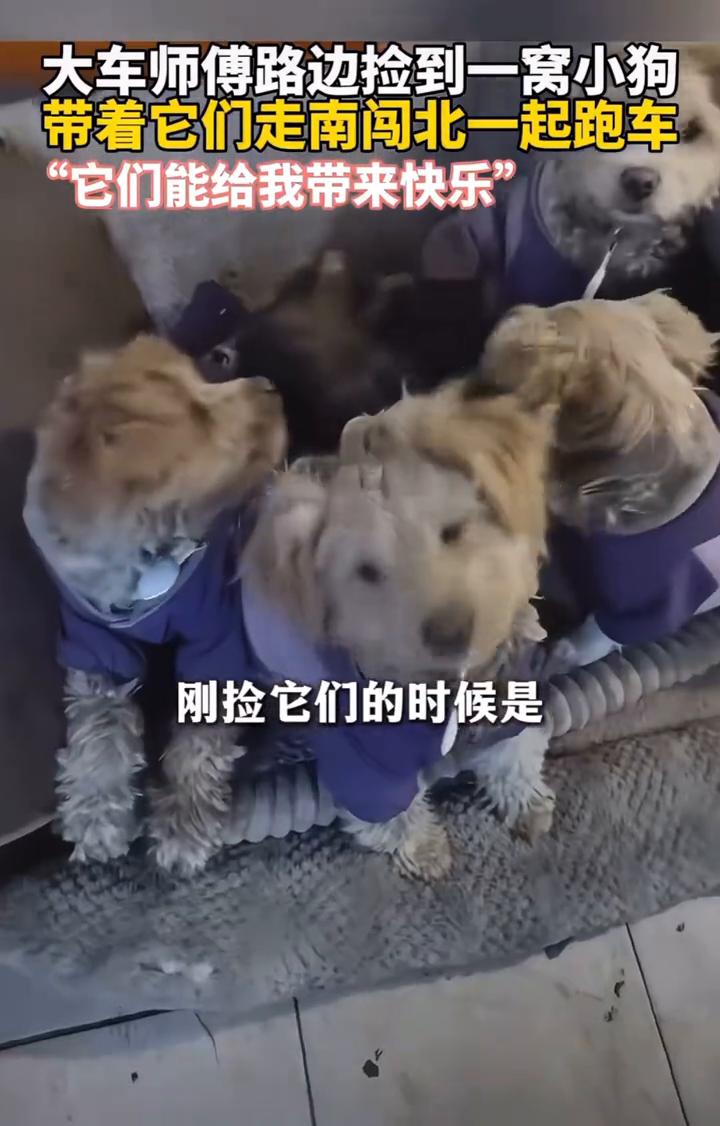 大车师傅路边捡到一窝小狗，带着它们走南闯北一起跑车，"它们能给我带来快乐"。
华