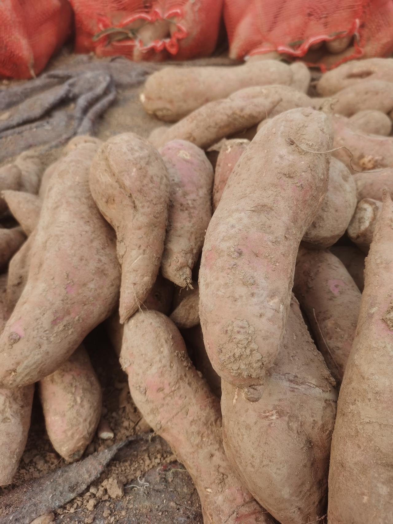 红薯保存半年不会坏小妙招
我们把买来的红薯在太阳底下晒上两天。
然后用两种东西给