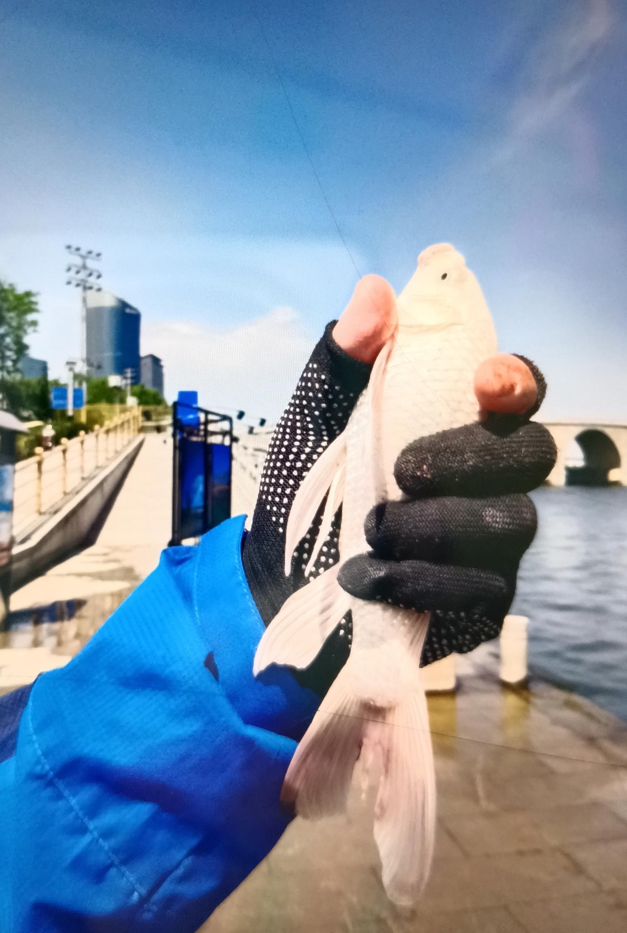 应老伴相邀，上午我抽空去河边看他钓鱼。

今日天气尚佳，既没风，也不太热。运河边