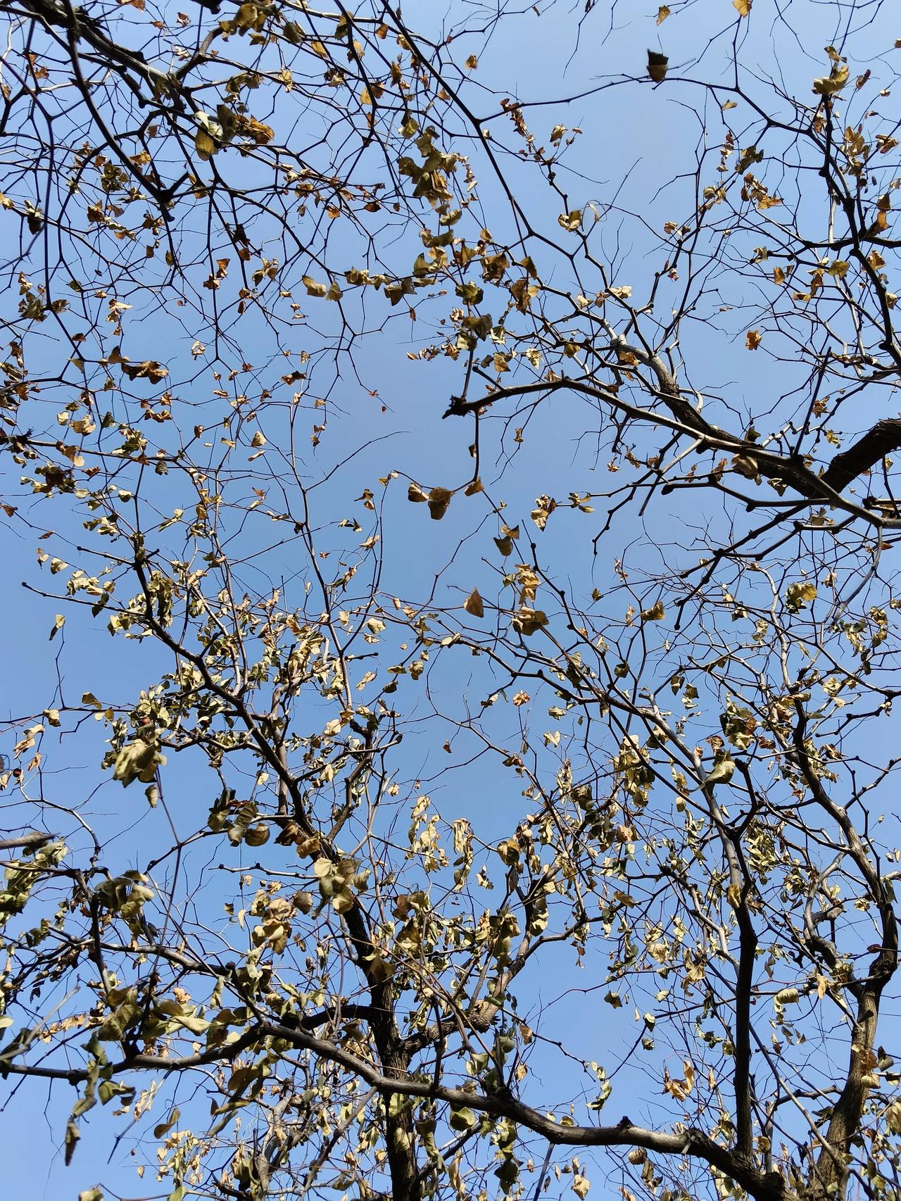 兰州的冬天虽然没有红花和绿叶，蓝天白云下的枯枝枯叶也有别样的魅力。