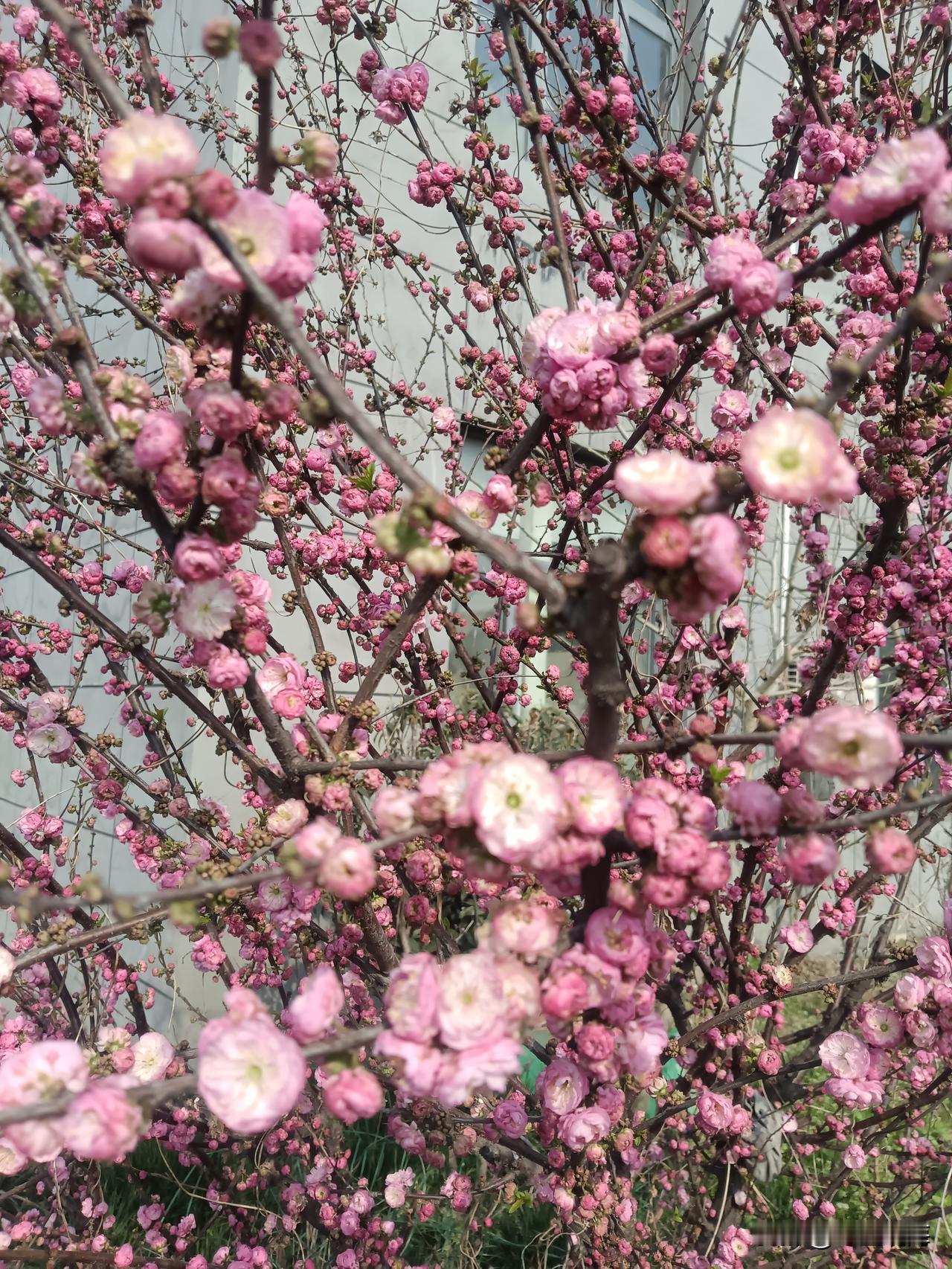 七绝•春约
春风吹绿越冬枝，
一点娇红欲破时。
千树香清藏细蕊，
重逢有约两心知