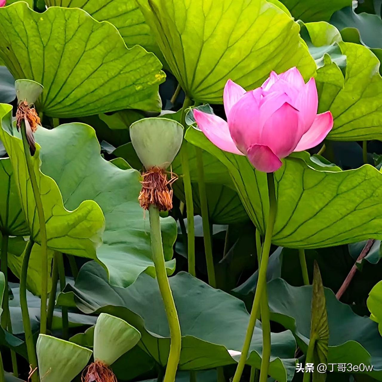 【昨日客流】
6月15日（周一）
武汉城市轨道交通线网客运量（含换乘）为421.