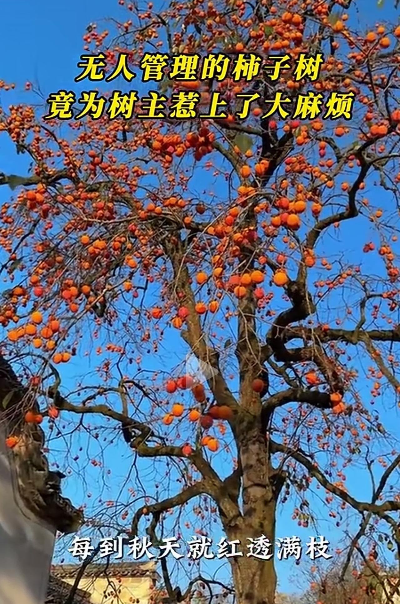 河南一村名的柿子树，因常年无人照料，成了全村人的“免费水果摊”。深秋某日，邻居王