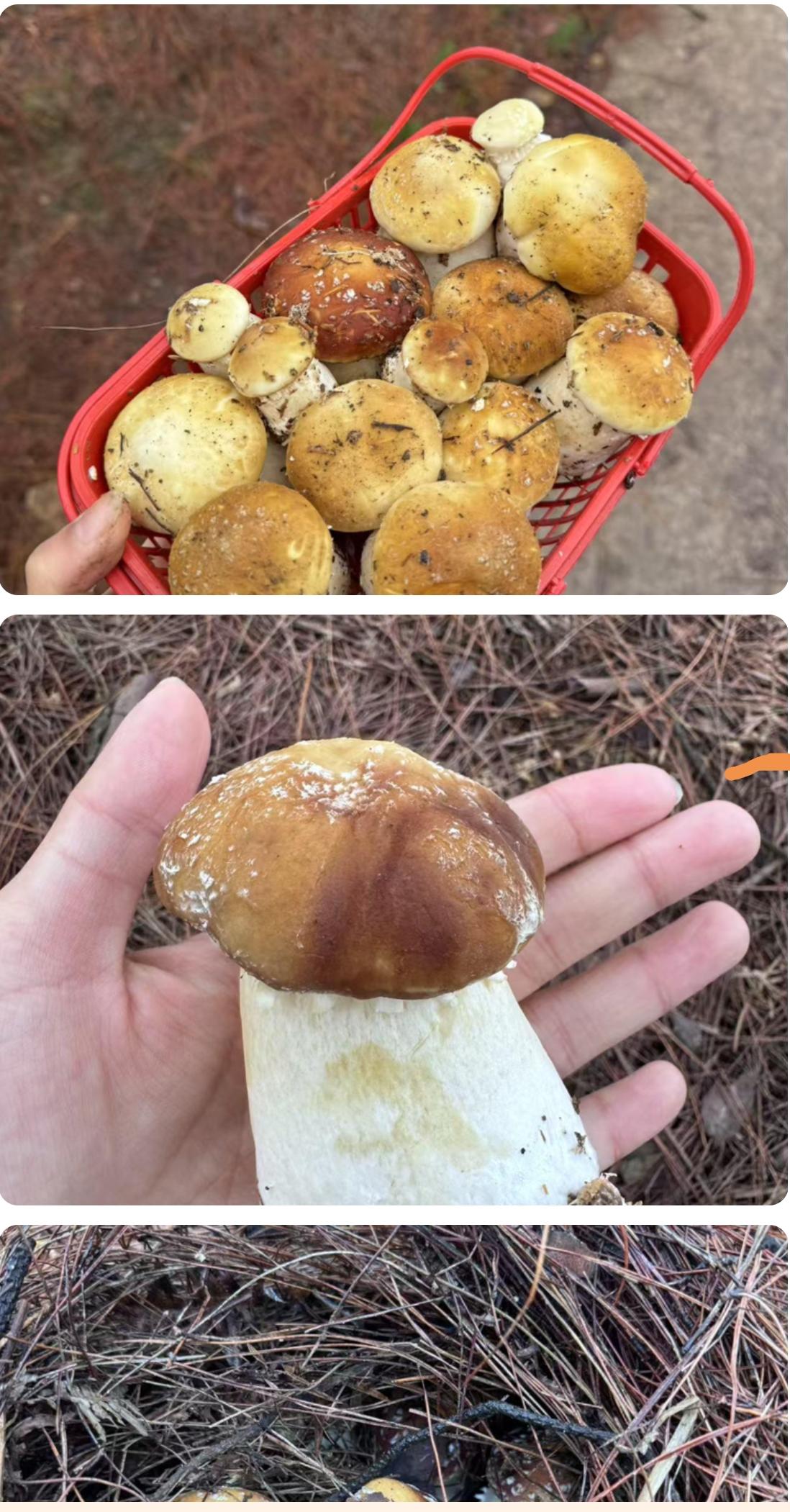 太喜欢采摘的感觉了，仿佛回到小时候在田地里就能随便摘菜，现在的孩子都没体验农村生