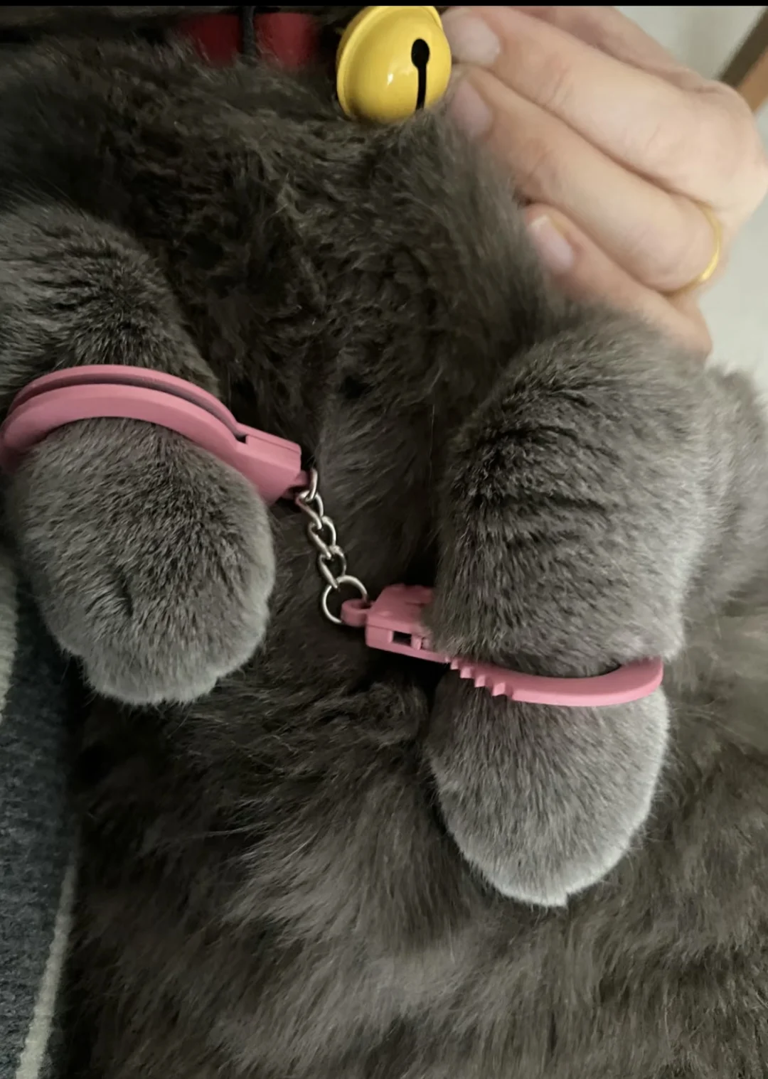 今天是弯手手的猪咪