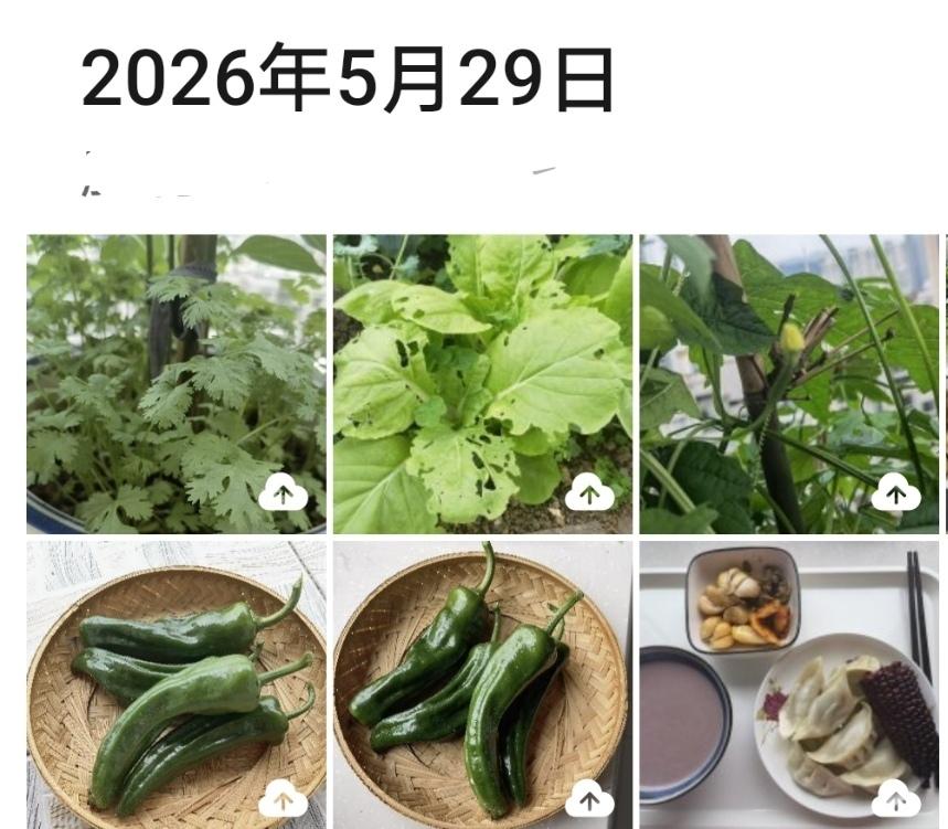 退休后，很多姐妹爱上了种花，而我成了种菜“瘾君子”。

没想到的是，阳台上的苦瓜