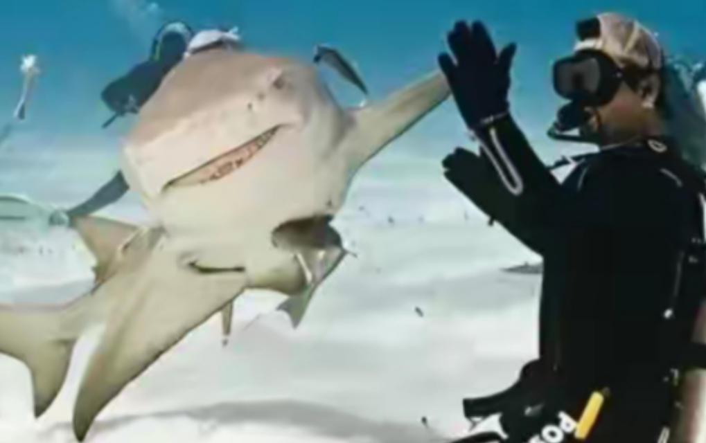 1996年，一位女性潜水者在潜水时，看到一只鲨鱼的牙上挂着一根大钩子，便帮助它把