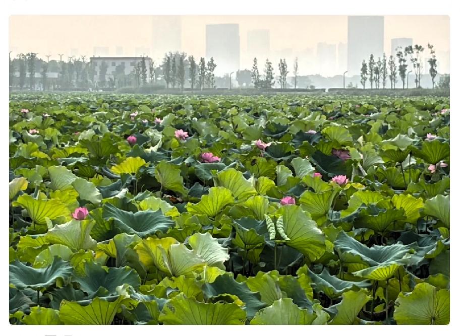 昨天，开完教职工大会，心里堵得慌。

今年秋季开学，有三位同事没办法正常到岗上班