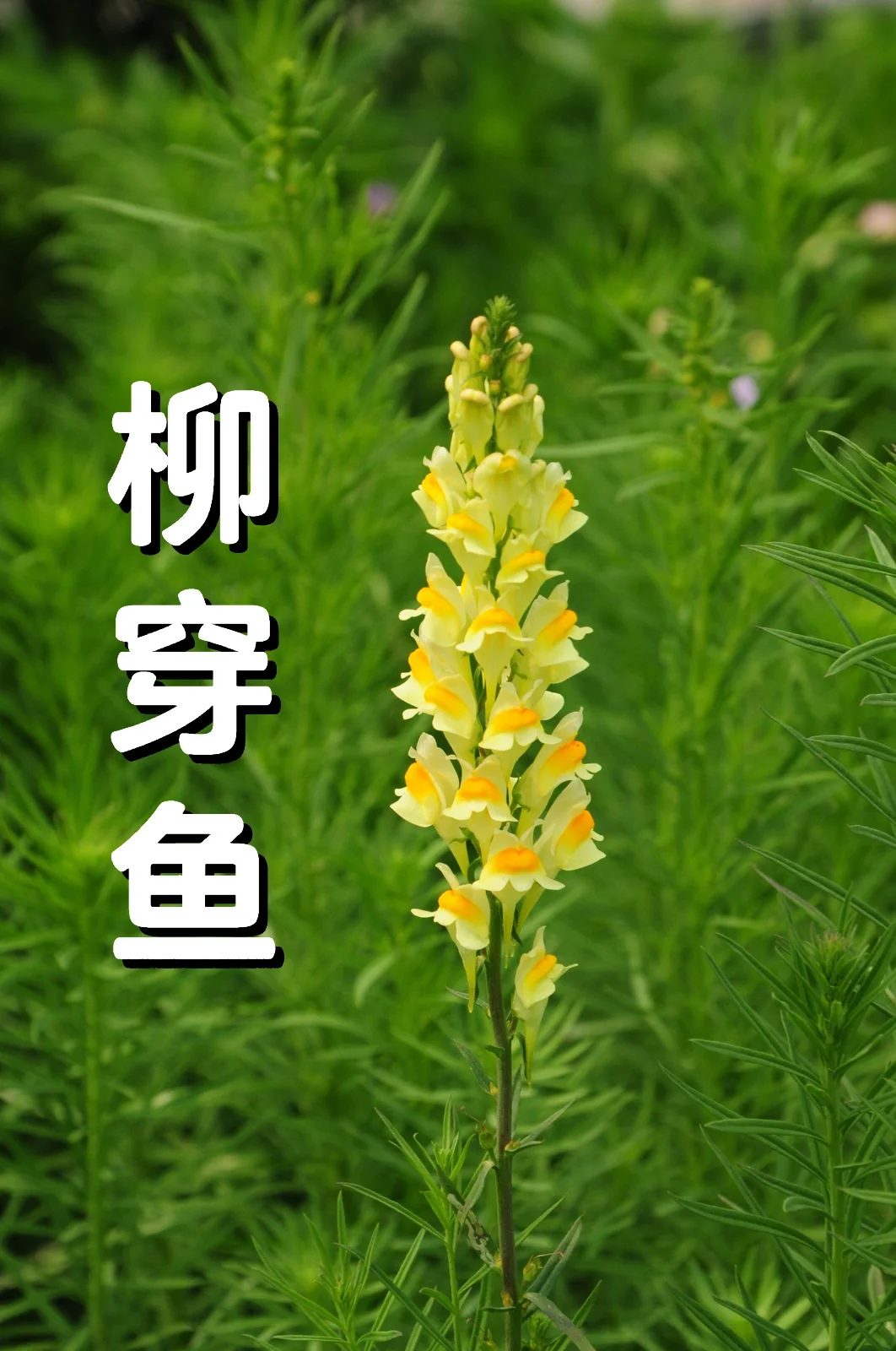 原来“柳穿鱼”是这么个意思