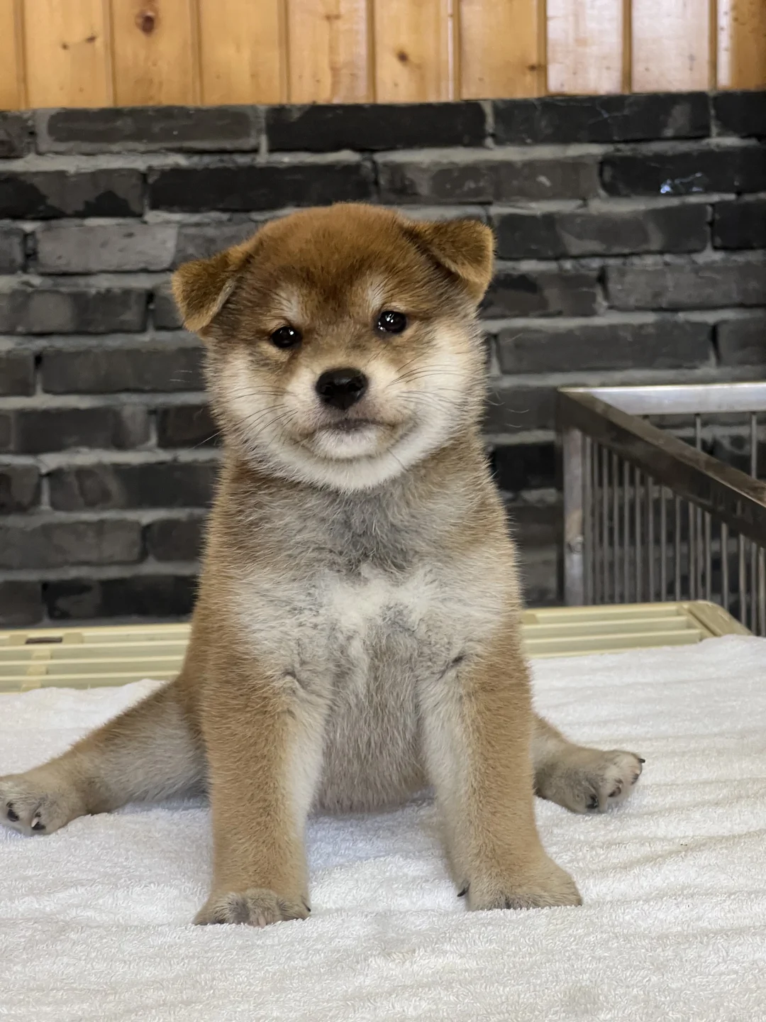 柴犬 | 劈叉小公主