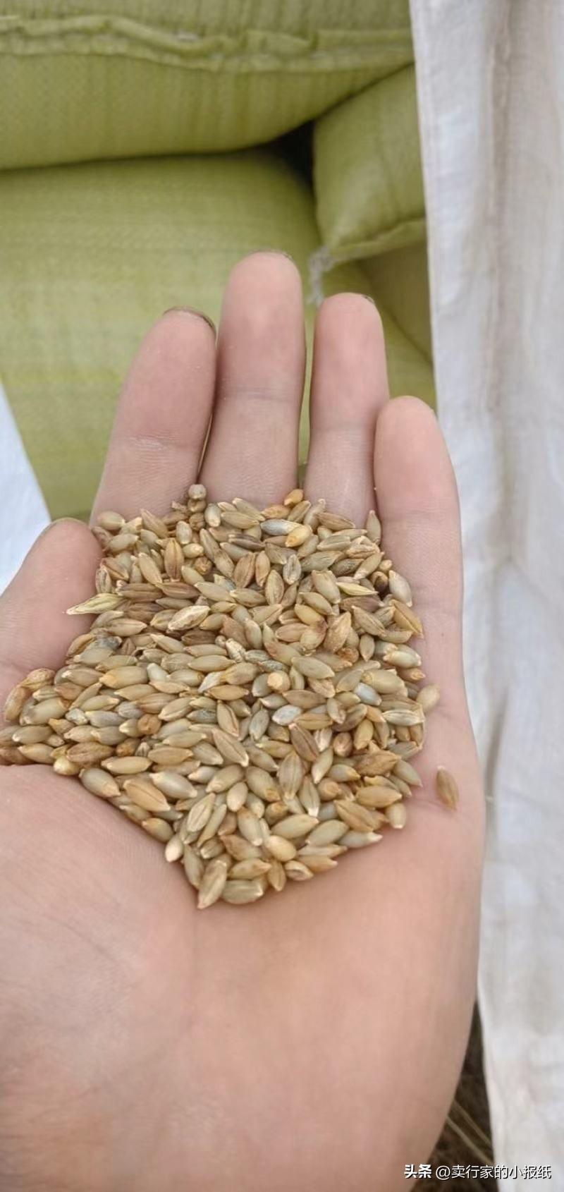 青稞是口感最差的粮食，没有之一。上世纪70年代，西藏地区尝试推广小麦种植，许多牧