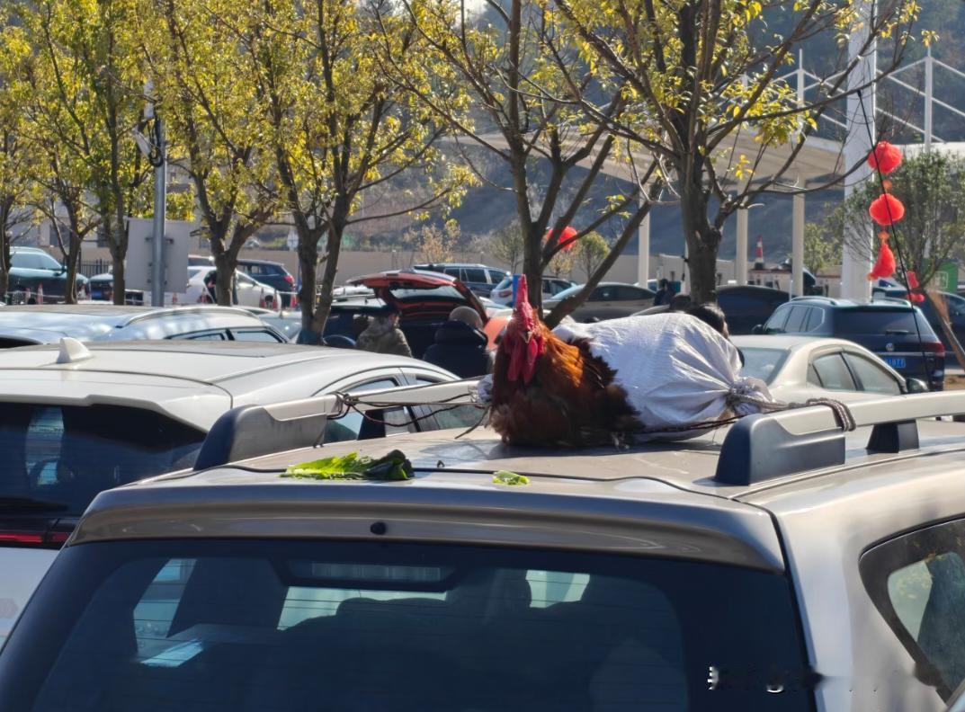 这只大红鸡公也算坐上了敞篷车，这应该是车主从老家带回来的