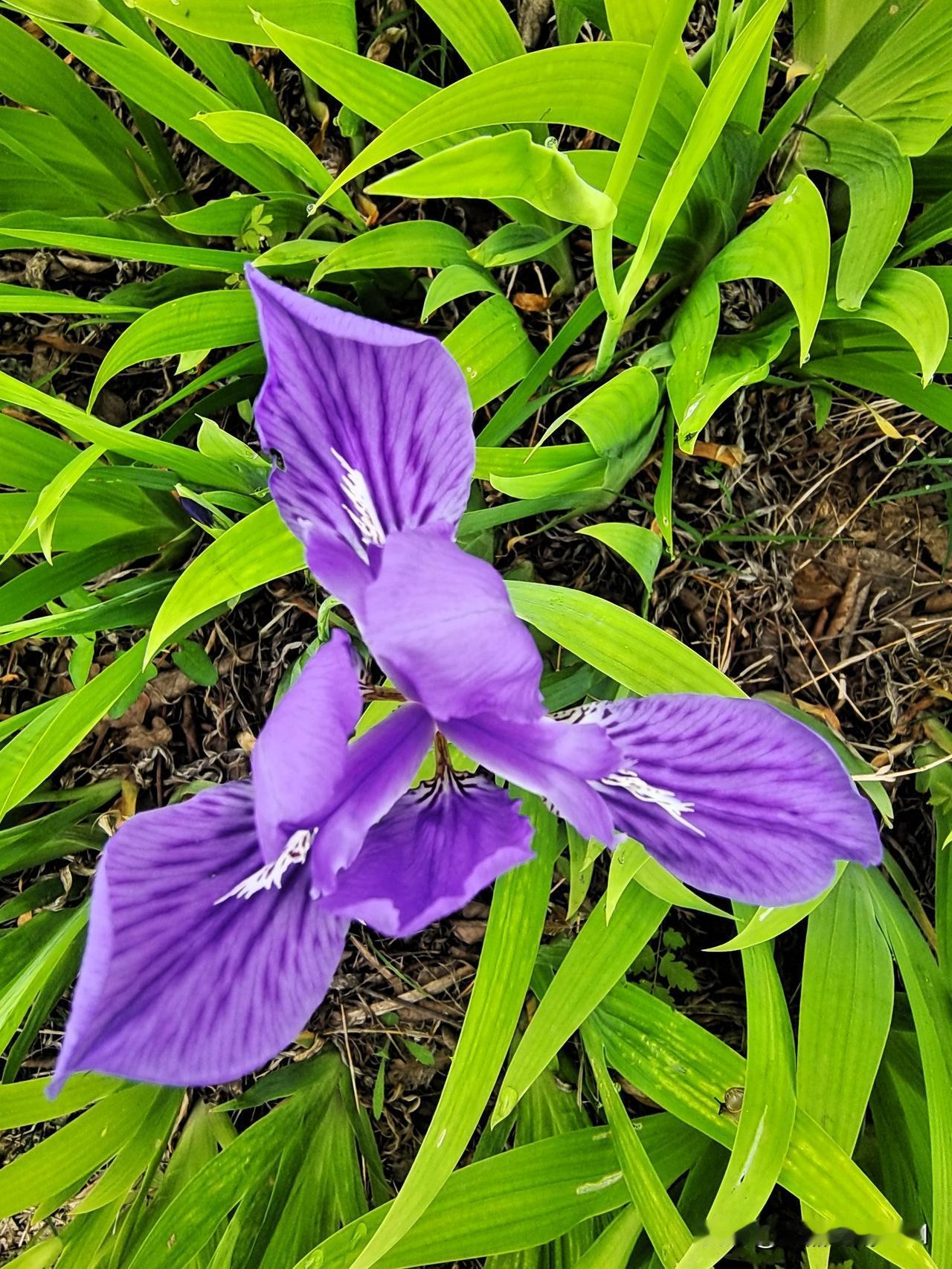 人到老年怕生病
又烧钱来又要命
得了小病是万幸
患上大病不能动
吃喝走动都艰难