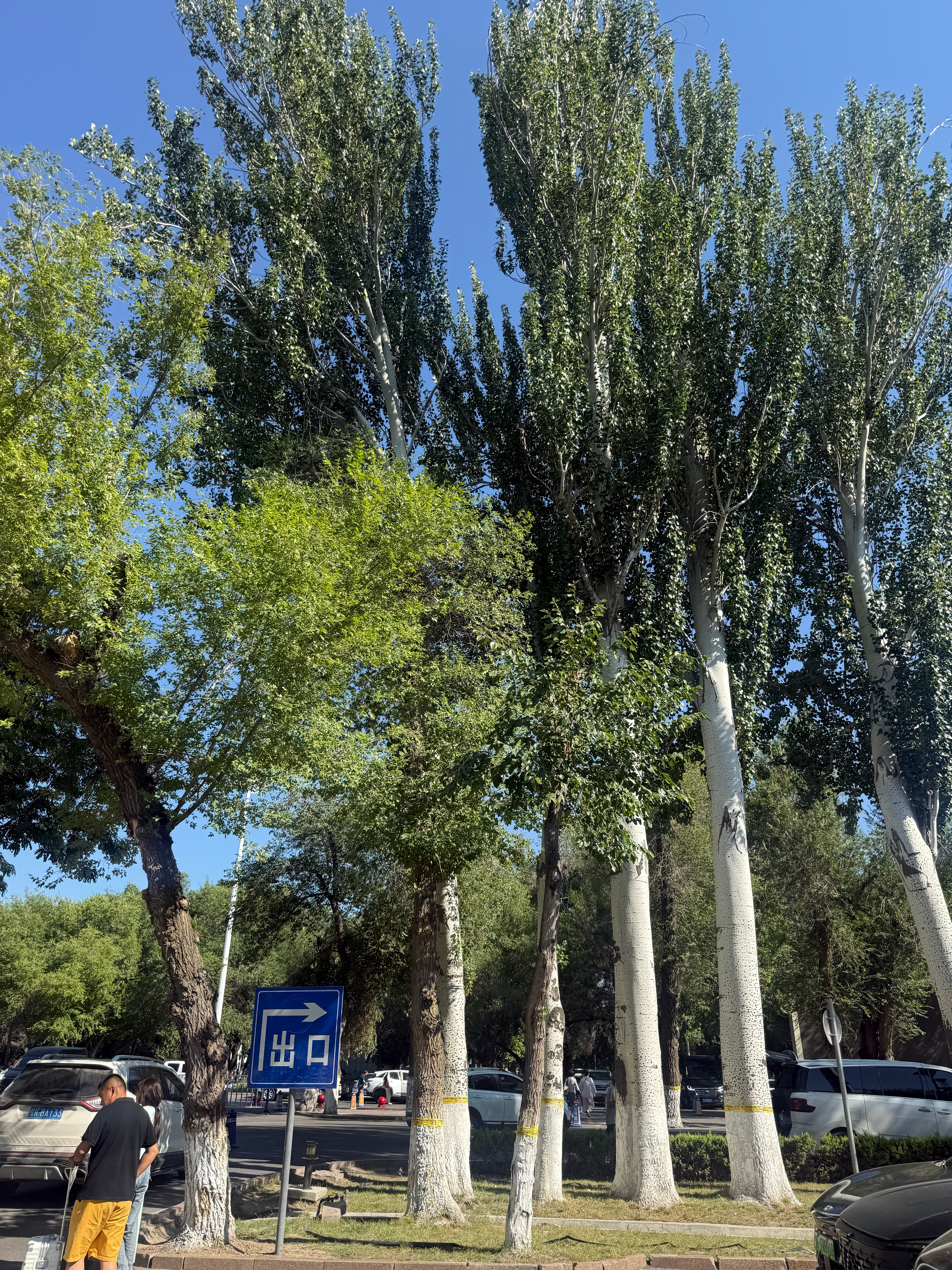 第一次来新疆天好蓝啊今天飞了整整七个小时从东北到西北早上去机场的时候，长春还下着