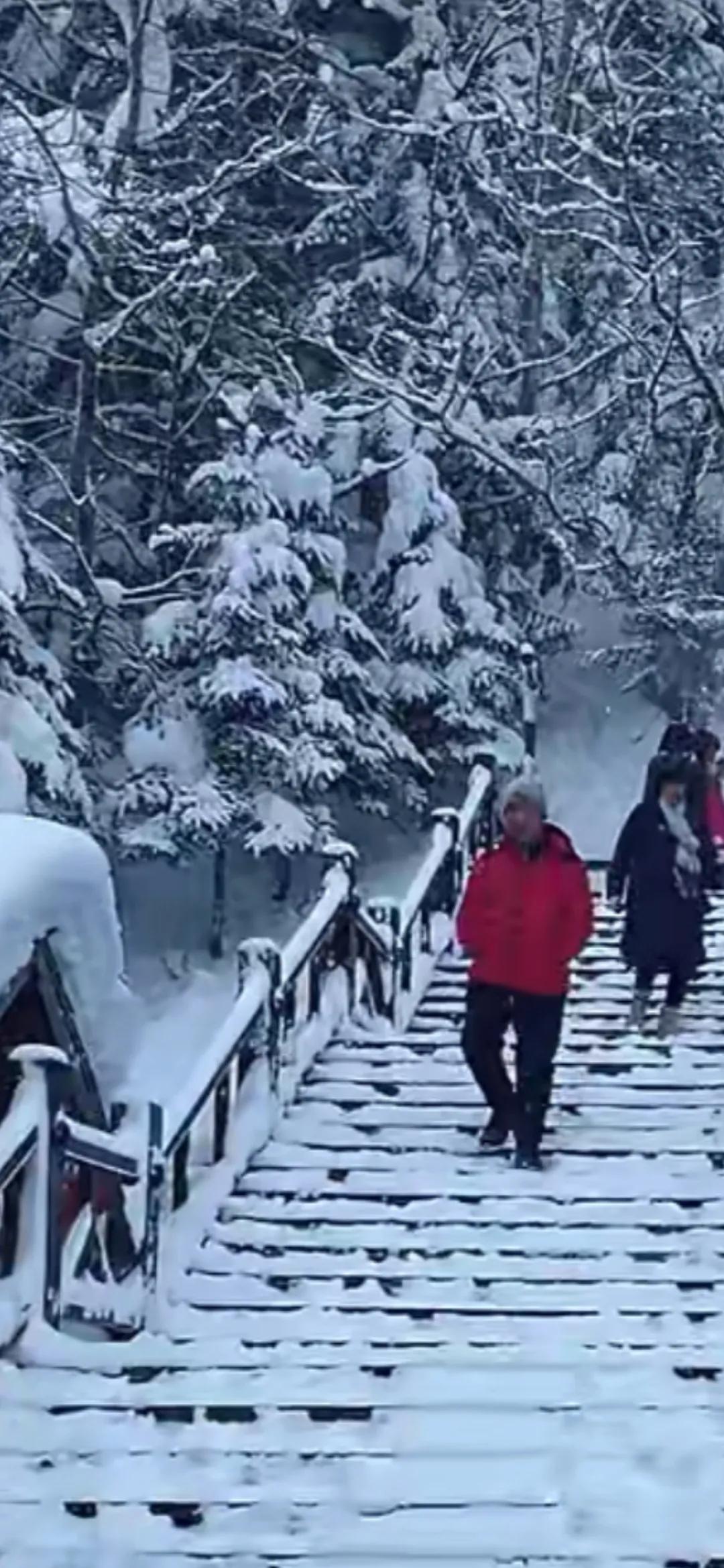 今日大雪看雪景
