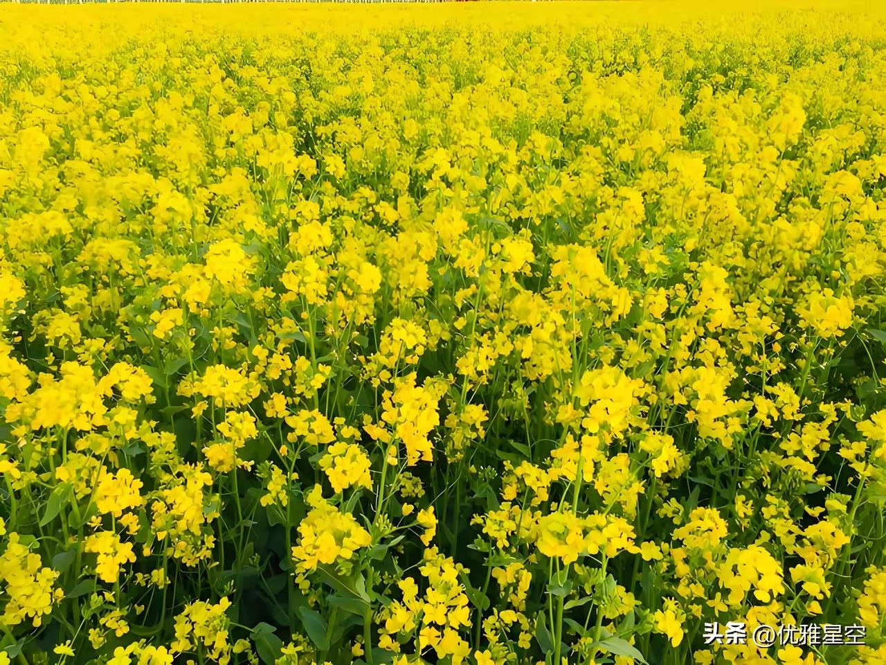 水仙子·咏油菜花
春风吹暖遍川黄，
淡霭轻飘野径香，
蝶蜂漫舞晴光上。
不跟桃李