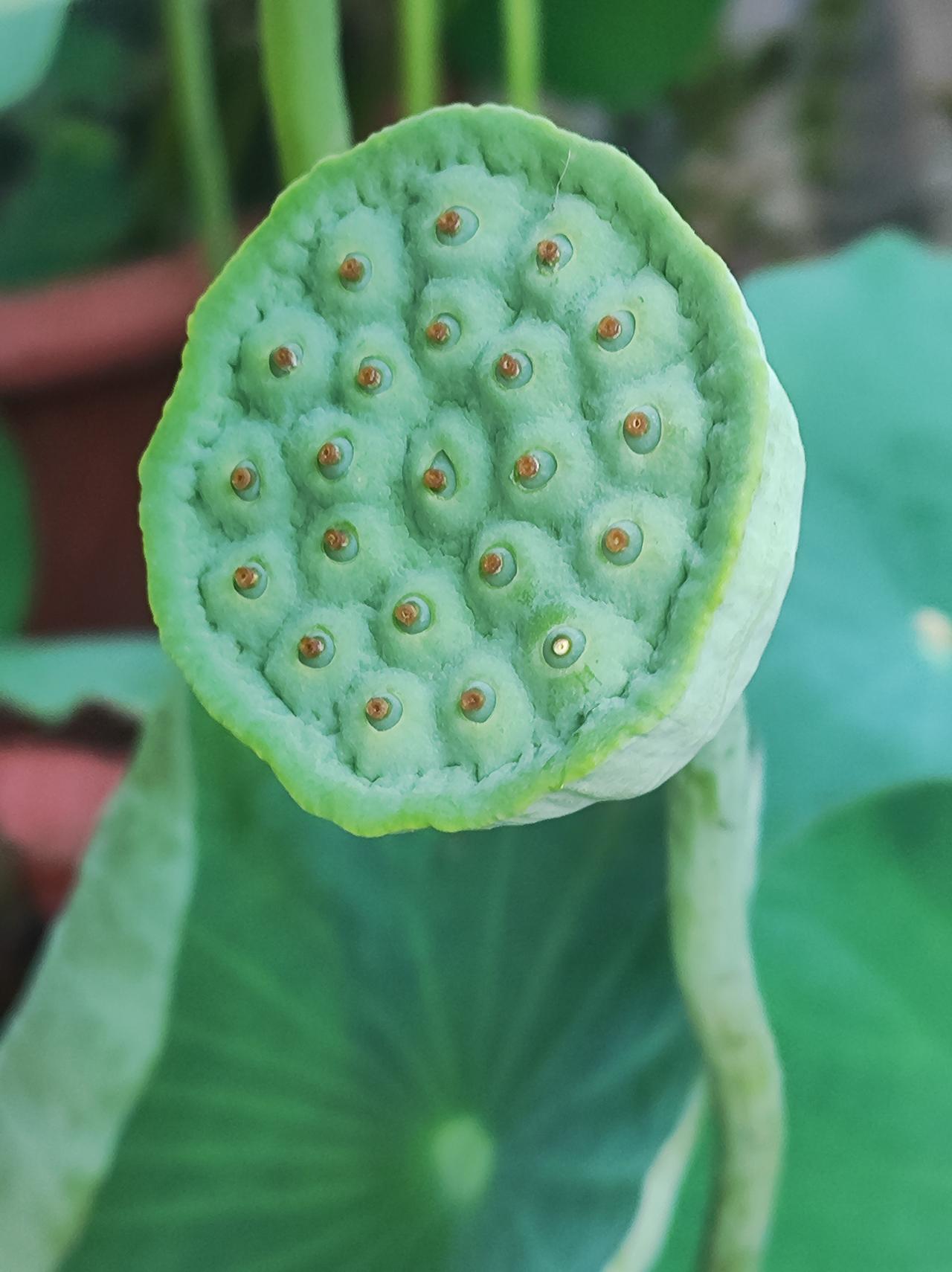 莲蓬

因为荷花展，可以近距离拍莲蓬，太开心了。