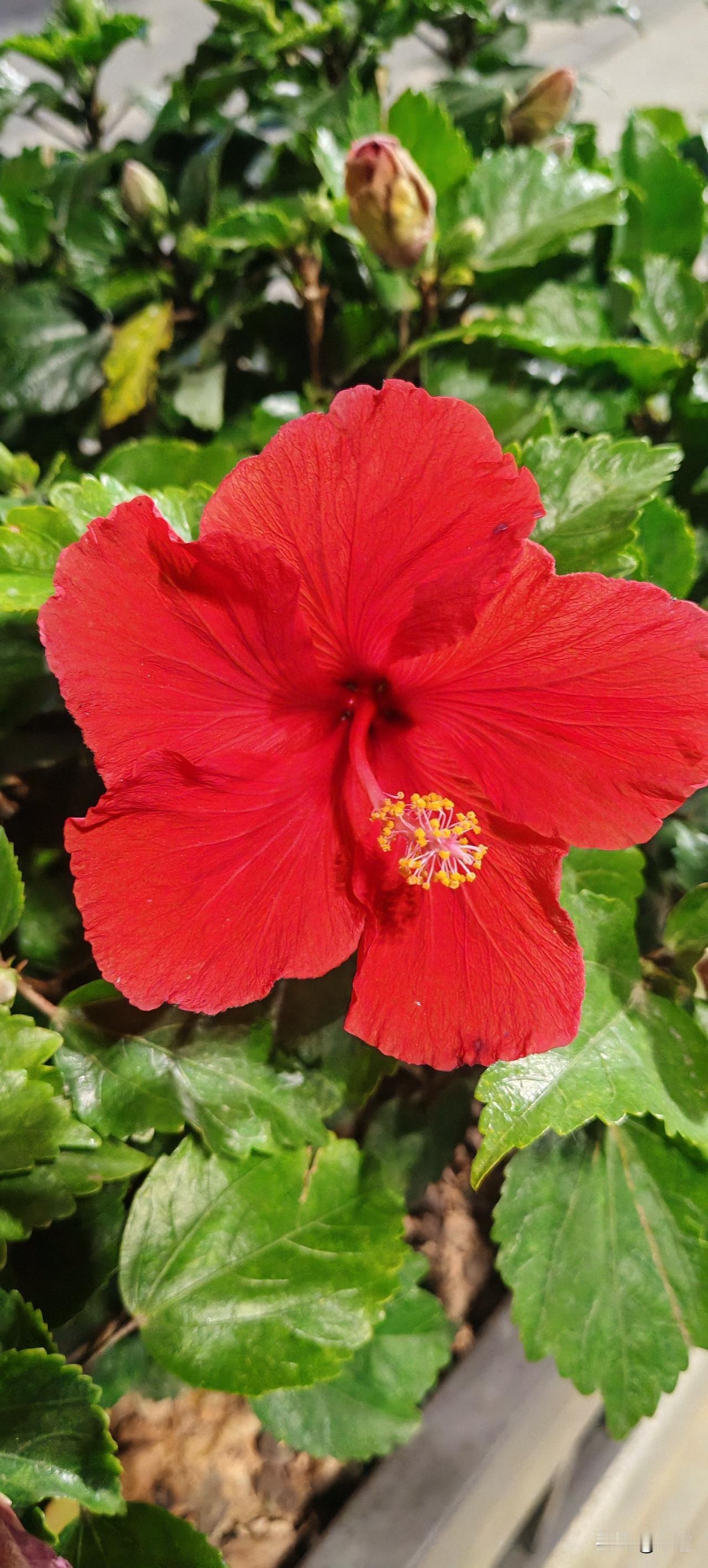 软弱是病得治。
在我家死鬼面前，我表现出的是善良宽容，忍气吞声，越不反抗我越胆小