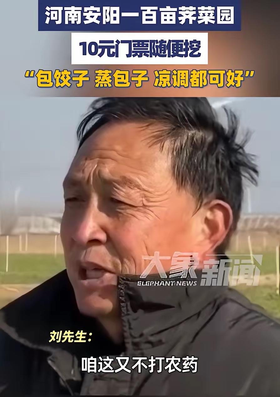 太有头脑了！河南一男子种了100多亩荠菜，由于长势不好，再卖不掉就全烂地里了，为