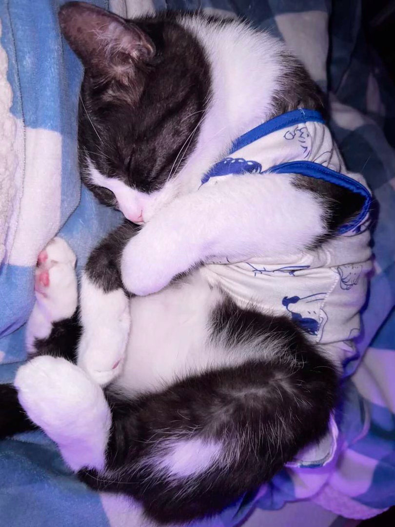 “我睡了  我装的”daily奶牛猫 （投稿：） 