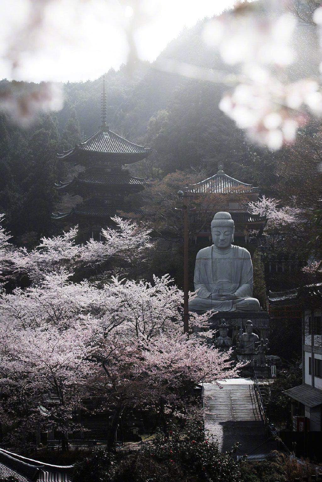 日本奈良壶阪寺的四季...
