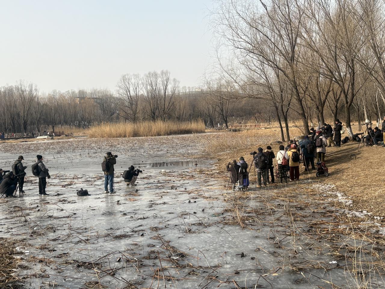 长枪短炮拍鸟的人们，鸟其实就在他们身后，让我给拍到了！