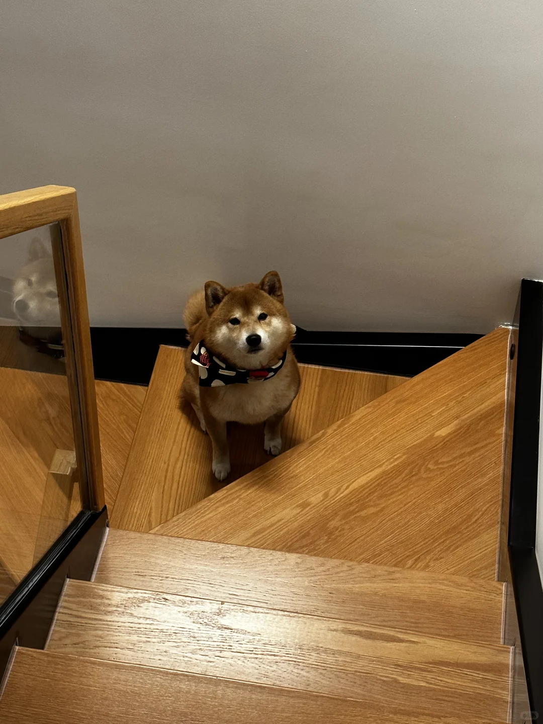 潮男西太狗
