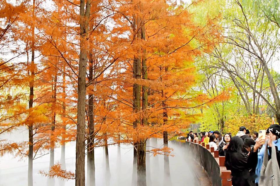 洛阳从政坊游园的秋色
洛阳红树林 。洛阳奇景 
春光明媚，这是人们对春天的赞美，