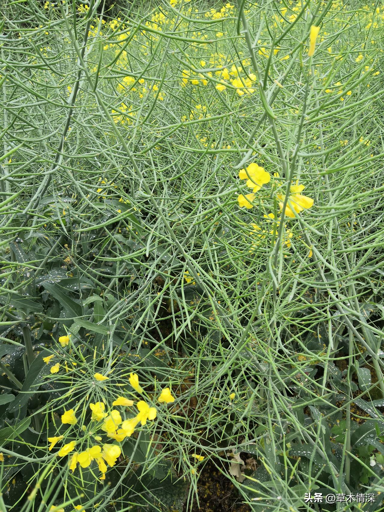 也许是年过半百的回忆，那只是一种回忆，每一个间断的时候都有那么多的不如意。
在记