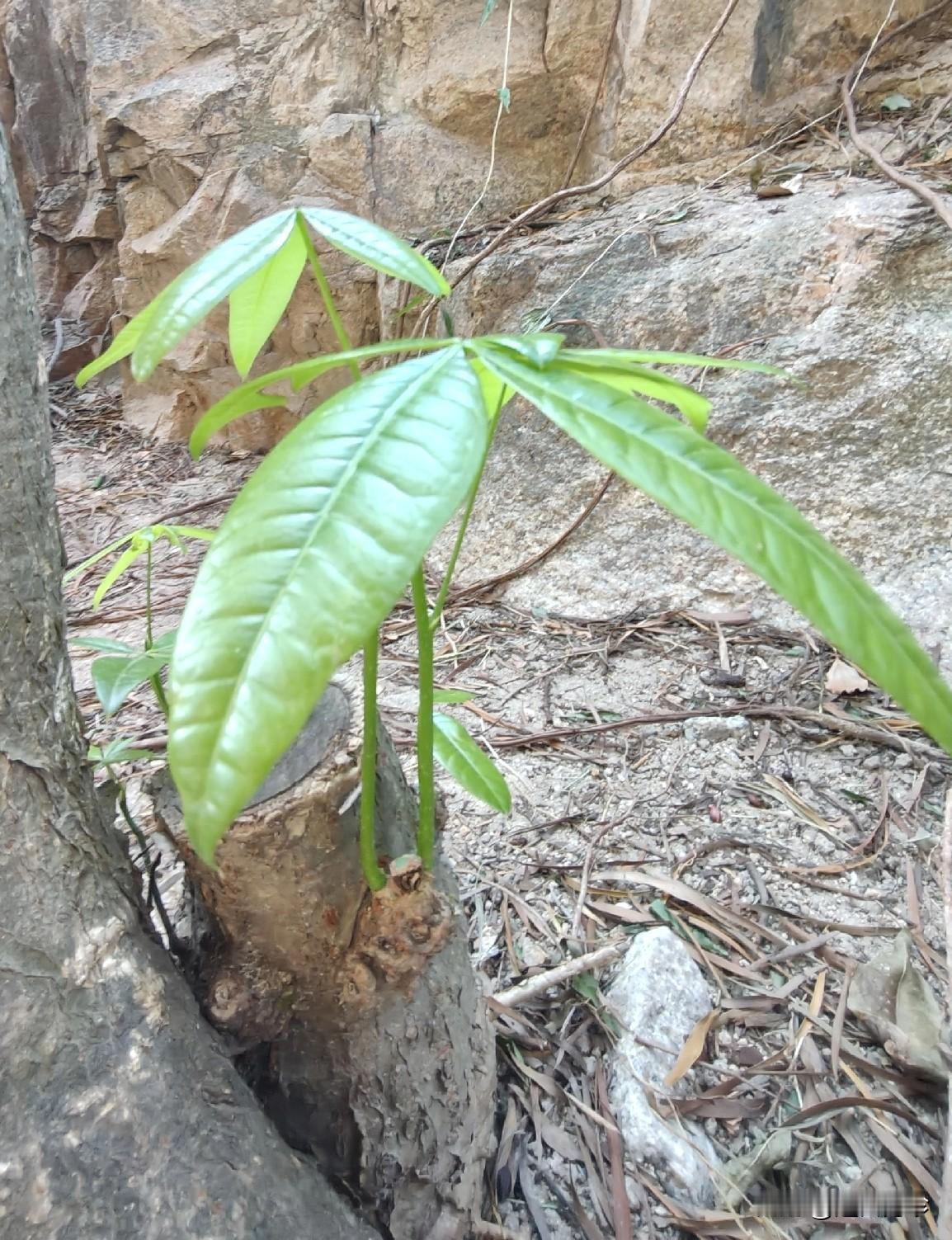 父母教的，
去别人家里，
要买点东西。
一直都是这么做，
但从来也不觉得这有什么