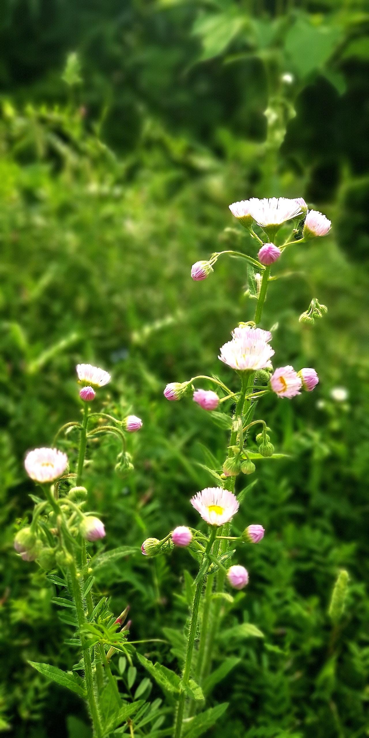 晒晒手机里最美的一张野花这个应该是春飞蓬吧，也有自己的春天。