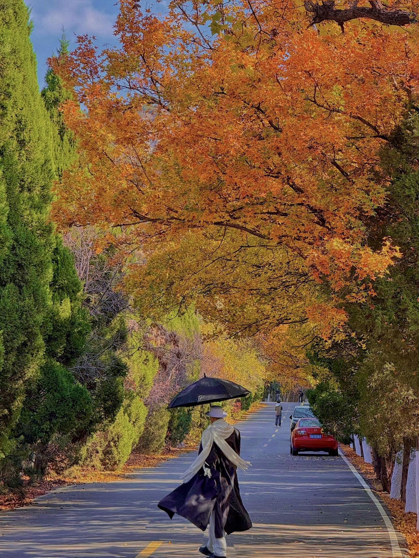 济南初冬｜这条无人小路🍂美得像莫奈油画🎨 初冬的济南 既有秋日的浪...