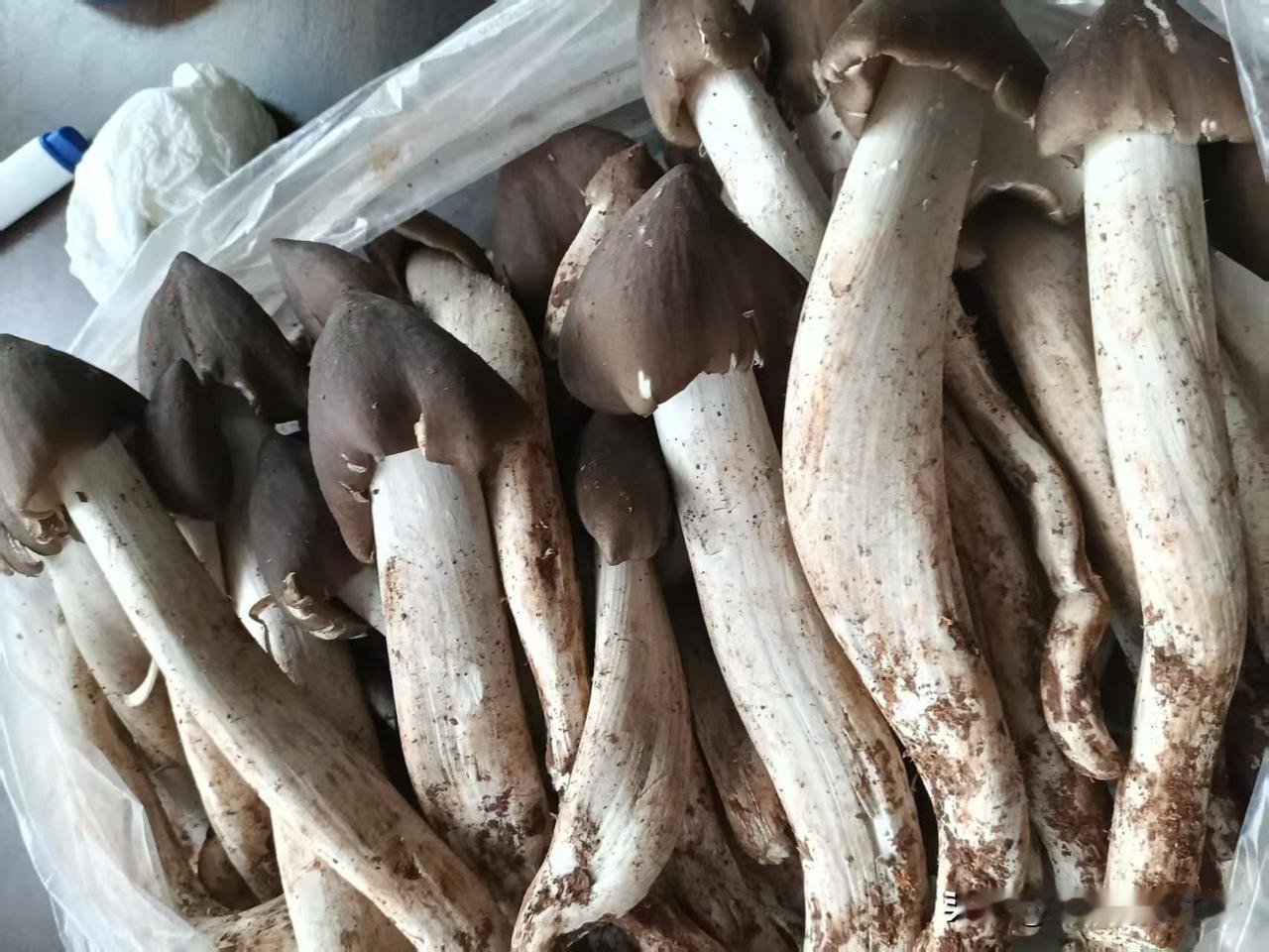 我们村最会捡菌子的非妹妹妈妈莫属了，每年都要捡来卖好几千块钱。今年“生意”也不行