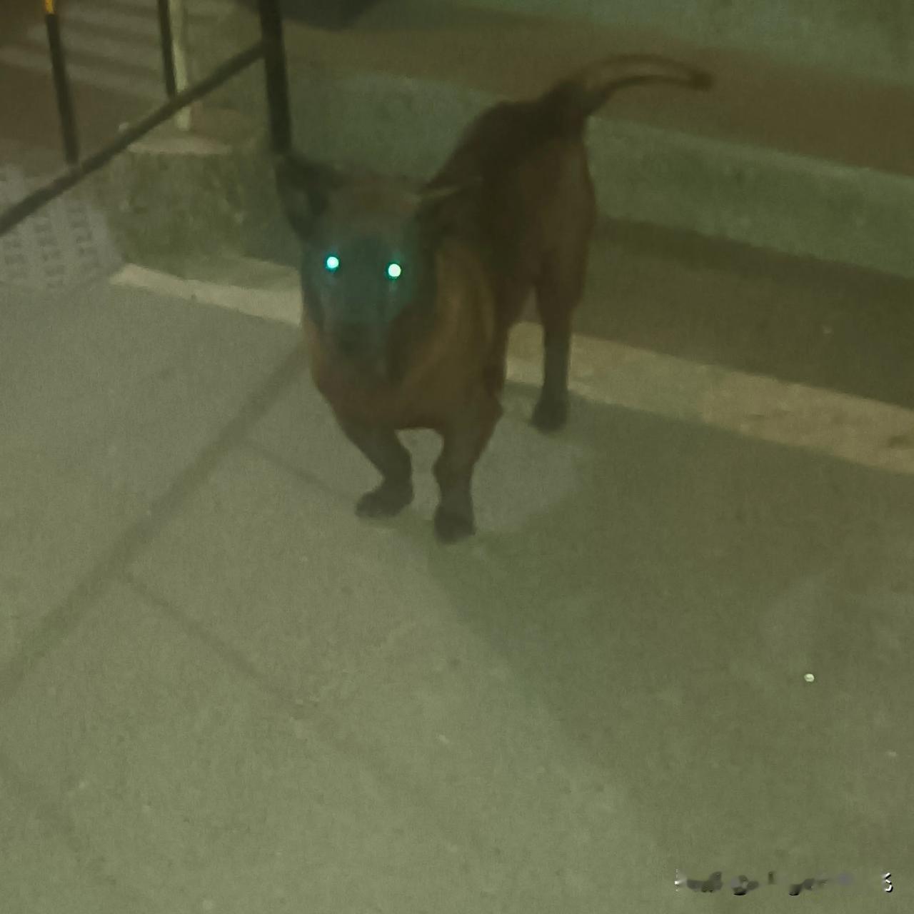 昨晚，我走在街上，看见了一只黑狗，它的双眼会发光。
#秋日生活打卡季# 
 
#