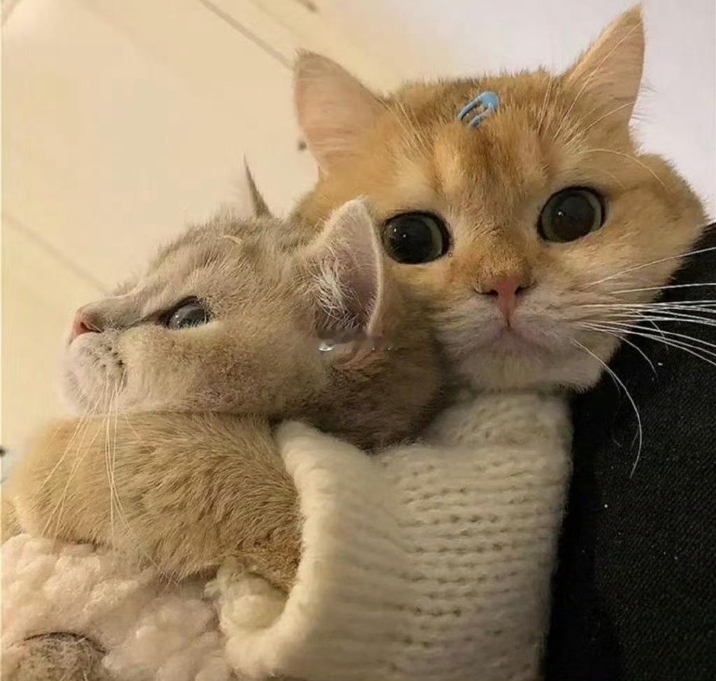 被招财猫盯上的你，准备迎接暴富的来临 